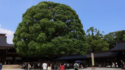 Meihi Jingu Gyoen mit Meiji-Schrein, Shinjuku Gyoen National Garden, Shibuya Crossing, Flippers und Mori Tower..heute war viel Programm