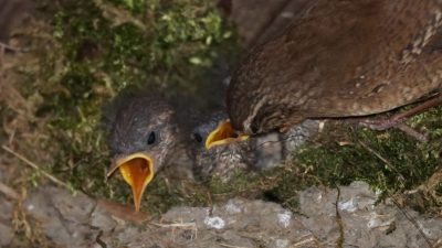 14. Tag CP De Brinkhoeve zum CP ‚t Ol Gat