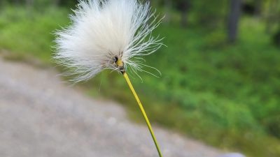 47. Tag von Svardsjo nach  Alfta