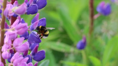 57. Tag von Arnas zum Zelt am See